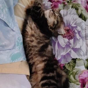 Meet your Posher, Anjali